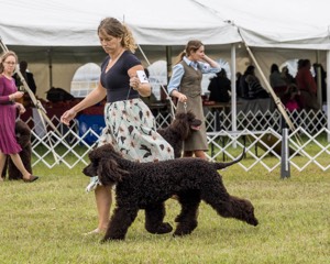 24 - POOLE'S IDE MODERN LOVE CGC (Remi)