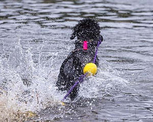 Epic Robin