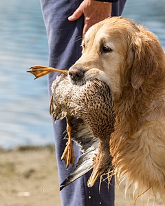 Ghillie Deresienska