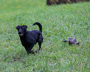 Piper