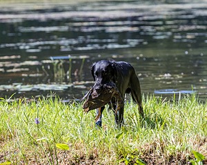 Cooper Westcot