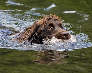 Tucker Will