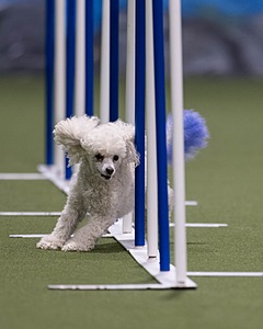 Bolt Kearney