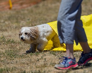 20160619-CCKC-1162.jpg