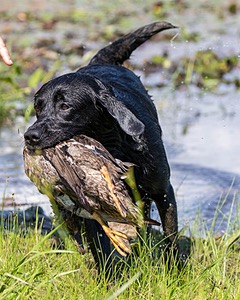 Nancy Freita's Dog
