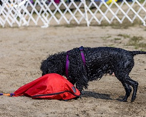 Perry