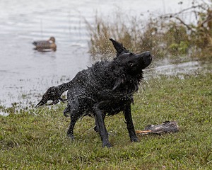 Splash Nettleton-Smilas