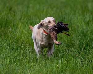 20170603-SHRL-0686.jpg