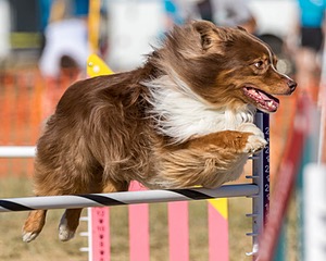 20160618-CCKC-2460.jpg
