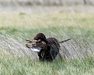 Ghillie