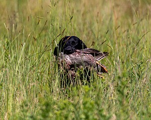 20170716-WCXL-0170.jpg