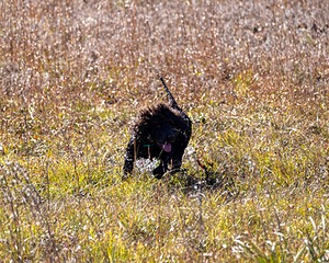 Ghillie Kezer
