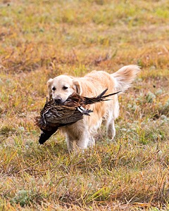 Ghillie
