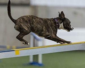 Champ Soccodato