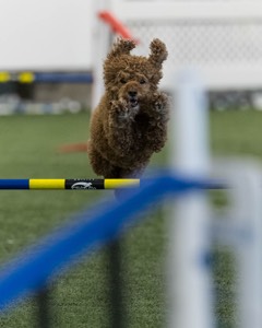 Champ Soccodato