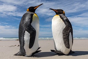 King Penguins, Saunders Island, The Falklands