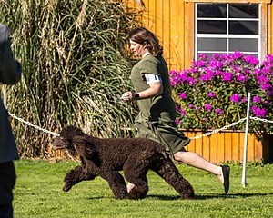 11 - GCH CH BREKKON'S FIRST MARK BN RN CGC TKN