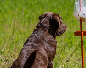 20170604-SEAL-0999.jpg