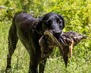 20170716-WCXW-1235.jpg