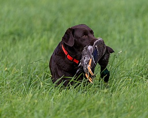 20170603-SHRL-1013.jpg