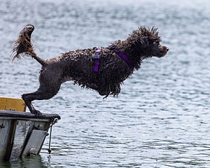 Jeepers Simmons