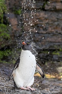 Rockhopper Penguin, Saunders Island, The Falklands