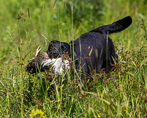 Moxie