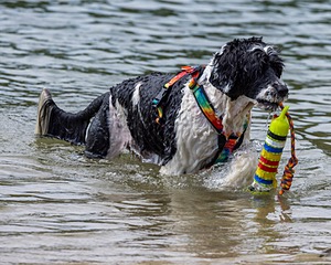Fiji Meadow