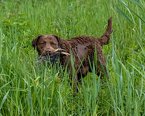 20170603-SHRW-1697.jpg
