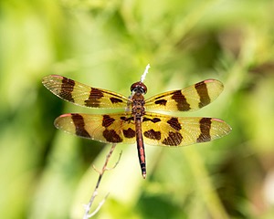 20170806-C-0019.jpg