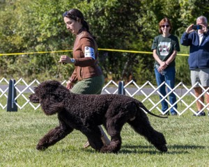 25 - GCH CH POOLE'S IDE RIPTIDE OHS RI DS CGC (Rip)