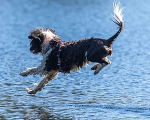 Tillie Lattrell