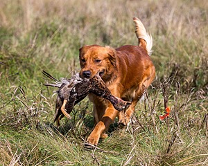 Huckleberry