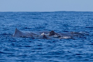 Sperm Whale