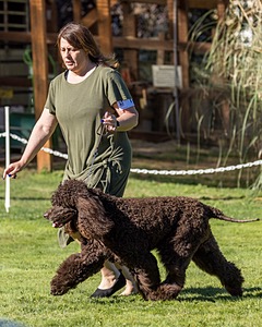 11 - GCH CH BREKKON'S FIRST MARK BN RN CGC TKN