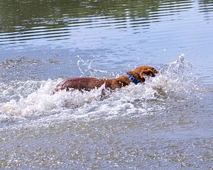 Chase