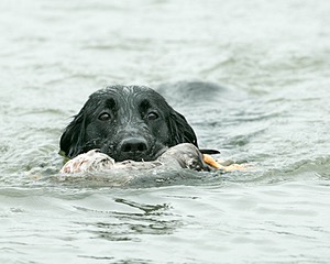 Splash