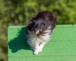Daisy Witting