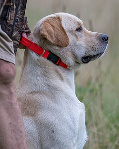 KODA Hess