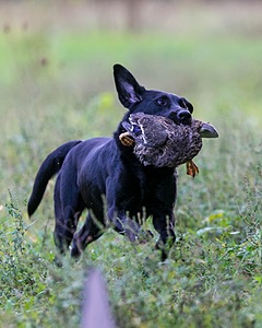 20160924-SHL-0005.jpg