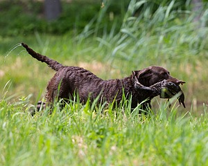 Kuma Zajchowski