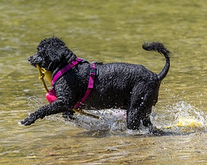 Tango Abbruzzese