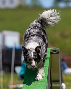 20170521-NEAT-1849.jpg