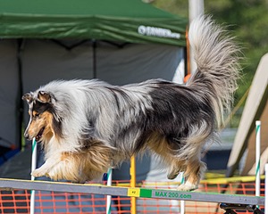 20160618-CCKC-2401.jpg