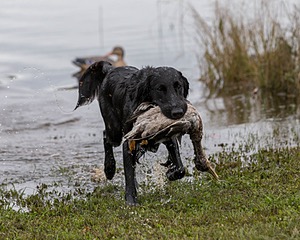Splash Nettleton-Smilas