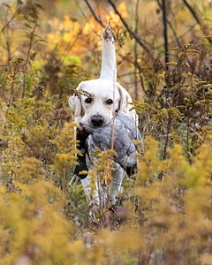 Grampian Happily Ever After RN JH CC WC (Henry)
