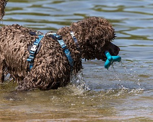 Smudge Lefebvre