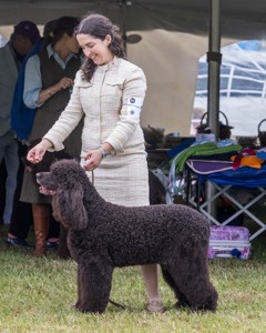 20 - GCHS CH POOLE'S IDE SAY NO MORE OHS CD RE JH DS (Simone)