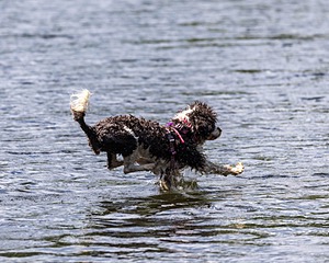 Tillie Lattrell