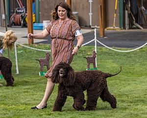 11 - GCH CH BREKKON'S FIRST MARK BN RN CGC TKN (Hunny)